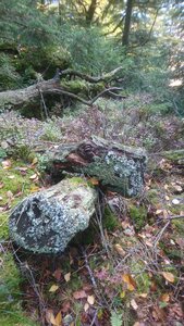 Taennchel 2025-10-12, IMG_20251012_134416
