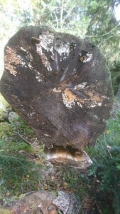 Taennchel 2025-10-12, IMG_20251012_143548