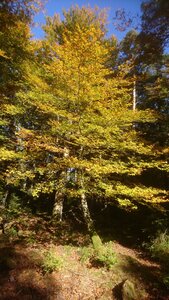 Taennchel 2025-10-12, IMG_20251012_145729