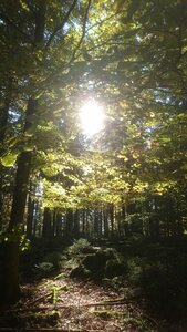 Taennchel 2025-10-12, IMG_20251012_150026