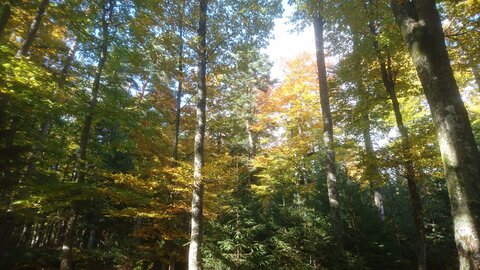 Taennchel 2025-10-12, IMG_20251012_150413