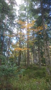 Taennchel 2025-10-12, IMG_20251012_151537
