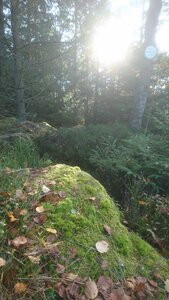 Taennchel 2025-10-12, IMG_20251012_165523