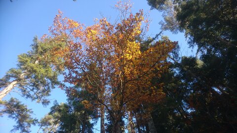 Taennchel 2025-10-12, IMG_20251012_170735
