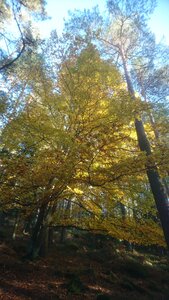 Taennchel 2025-10-12, IMG_20251012_170910