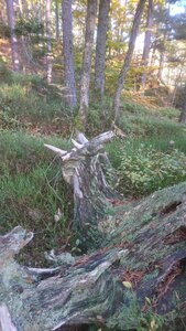 Taennchel 2025-10-12, IMG_20251012_174357