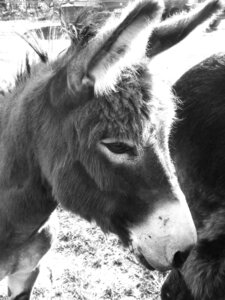 Chevaux 2020, petitane 