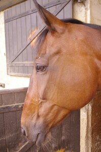 Chevaux 2020, ARJE5277 _DNG_embedded