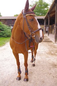 Chevaux 2020, ARJE5274 _DNG_embedded