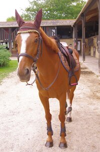 Chevaux 2020, ARJE5273 _DNG_embedded