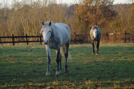Chevaux 2020, ARJE1009 _DNG_embedded