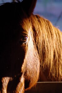 Chevaux 2020, ARJE0997 _DNG_embedded