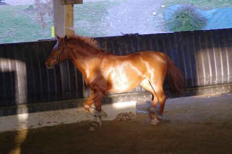 Chevaux 2020, ARJE0995 _DNG_embedded