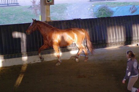 Chevaux 2020, ARJE0994 _DNG_embedded