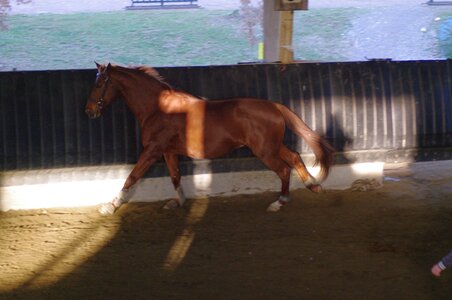 Chevaux 2020, ARJE0993 _DNG_embedded