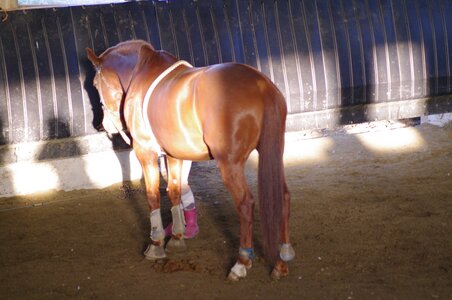 Chevaux 2020, ARJE0987 _DNG_embedded