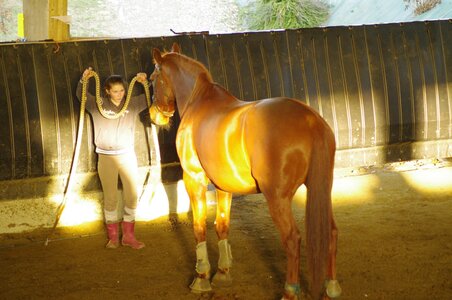Chevaux 2020, ARJE0985 _DNG_embedded