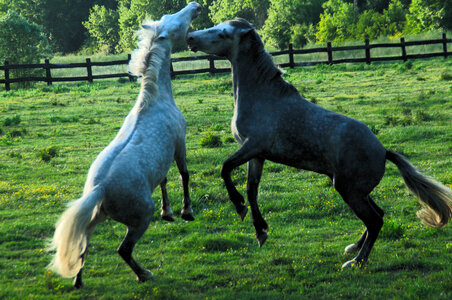 Chevaux 2020, arje4286 