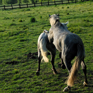 Chevaux 2020, arje4281 