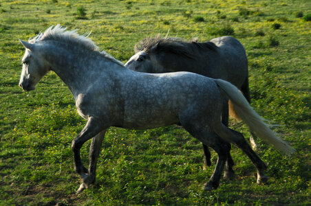 Chevaux 2020, arje4274 