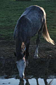 Chevaux 2020, arje0376 