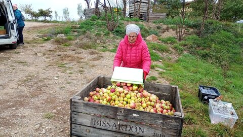 Pommes au pressoir, 2025-10-17_12-49-08