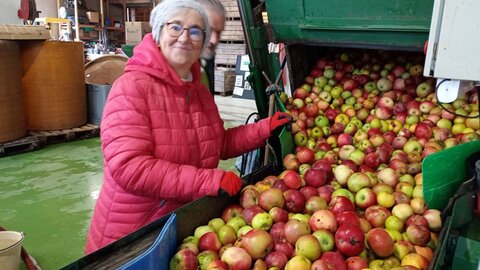 Pommes au pressoir, 2025-10-17_12-50-02