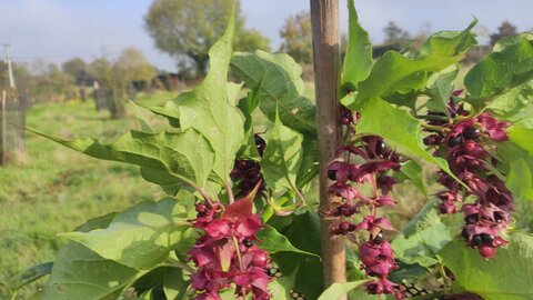 site ferme du val fleuri chambre d'hotes, img15