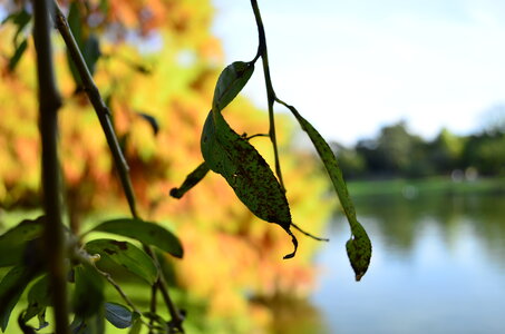couleurs de l'automne , _DSC0297