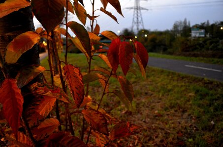 couleurs de l'automne , _DSC0528_m