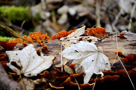 couleurs de l'automne , _DSC1937_modif