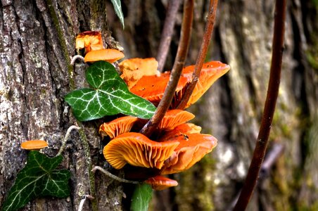 couleurs de l'automne , _DSC1974_modif