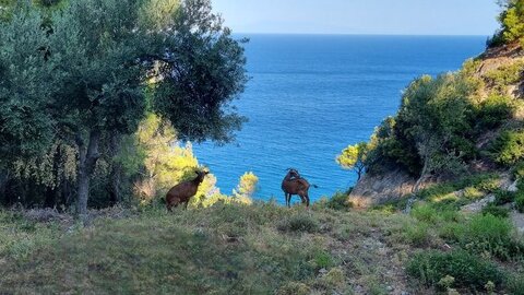 1997_Sprorades, 5043