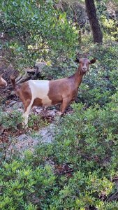 1997_Sprorades, 5083