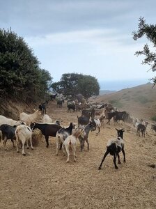 1997_Sprorades, 6008