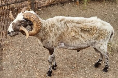 1997_Sprorades, 6034