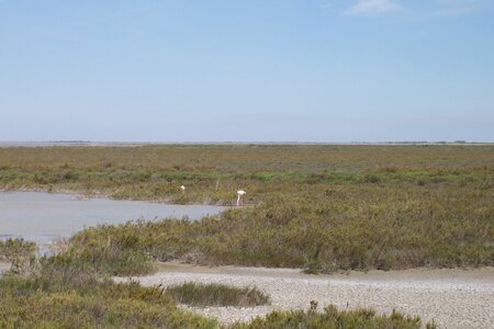 2006 : Camargues, camargue2006 005