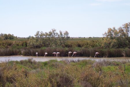 2006 : Camargues, camargue2006 006