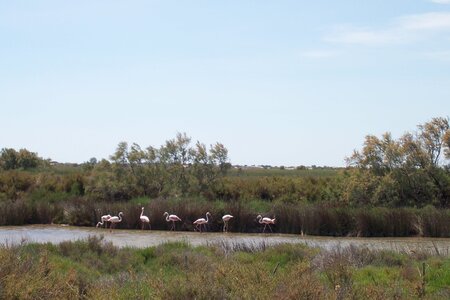 2006 : Camargues, camargue2006 007