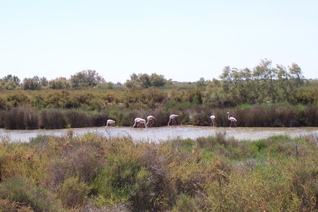 2006 : Camargues, camargue2006 008