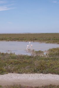 2006 : Camargues, camargue2006 009