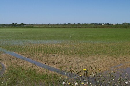 2006 : Camargues, camargue2006 010