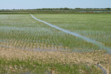 2006 : Camargues, camargue2006 011