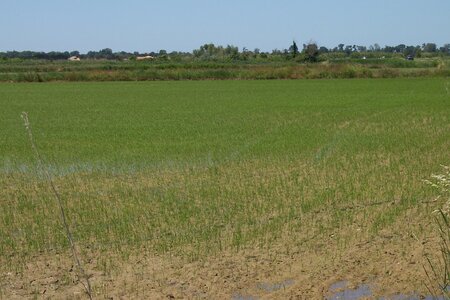 2006 : Camargues, camargue2006 012