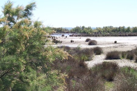2006 : Camargues, camargue2006 014
