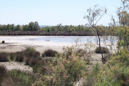 2006 : Camargues, camargue2006 015