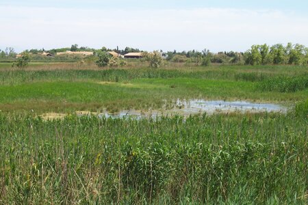 2006 : Camargues, camargue2006 016