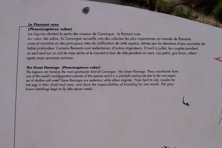 2006 : Camargues, camargue2006 020