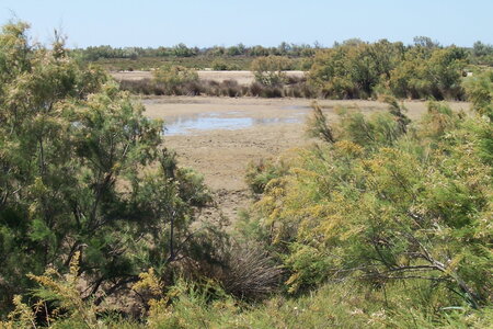2006 : Camargues, camargue2006 021-1