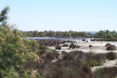 2006 : Camargues, camargue2006 023-1